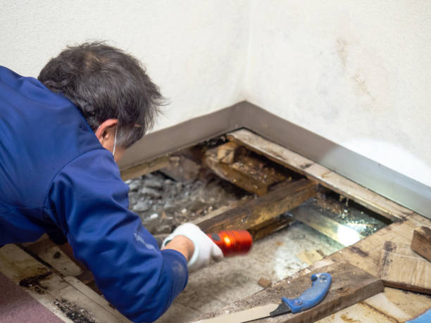 Upland, IN Mold Removal Company