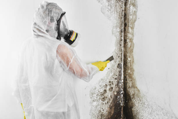 Best Emergency Mold Removal  in Upland, IN