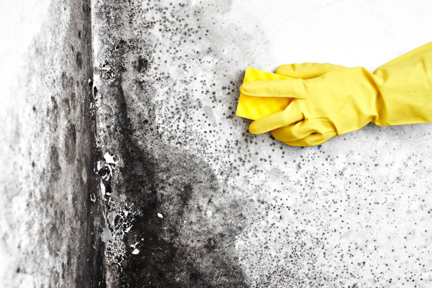 Attic Mold Removal in Upland, IN