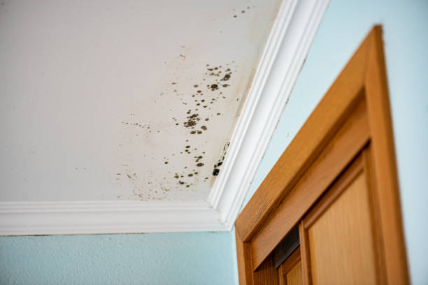 Home Mold Removal in Upland, IN