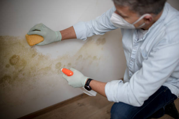 Best Mold Remediation  in Upland, IN