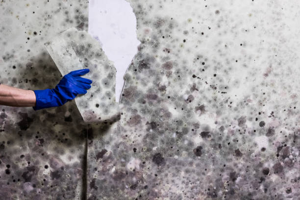 Best Office Mold Removal Services  in Upland, IN